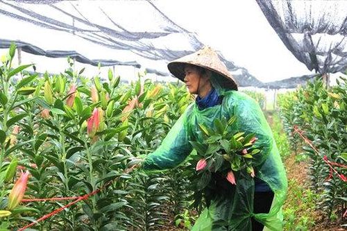 Chuyển đổi cây trồng, nâng giá trị đất lúa