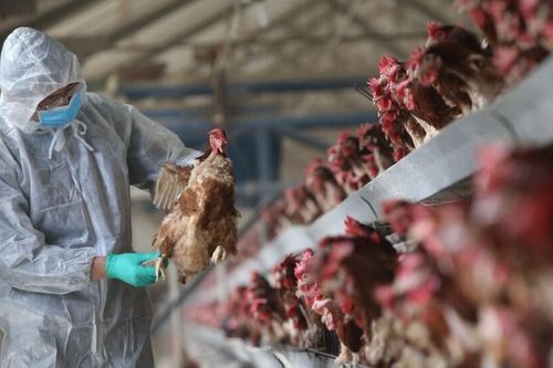 Tháo gỡ 'điểm nghẽn' để ngành chăn nuôi phát triển bền vững