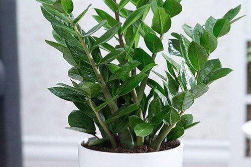 Loại cây ra hoa là nghĩ ngay tiền về lại hợp cả 5 mệnh Kim Mộc Thủy Hỏa Thổ