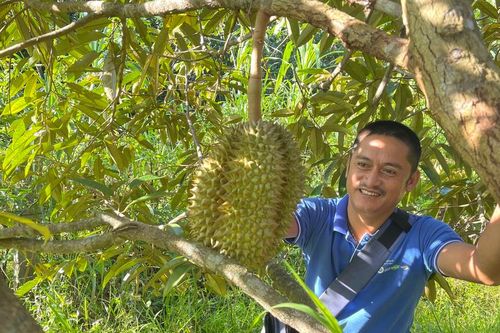 Kiên trì với loài cây 'đỏng đảnh', sau 7 năm đạt kết quả bất ngờ