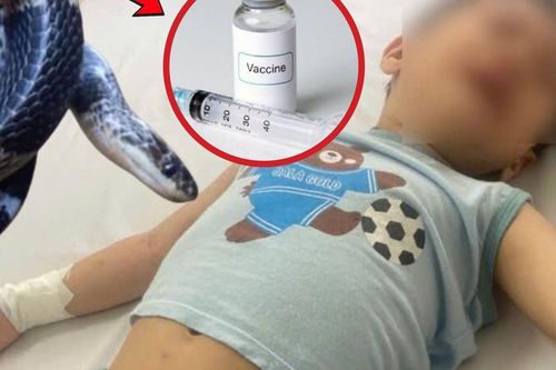 Ấn Độ: Bé trai 4 tuổi bị rắn cắn, nhưng bị tiêm nhầm vaccine phòng dại