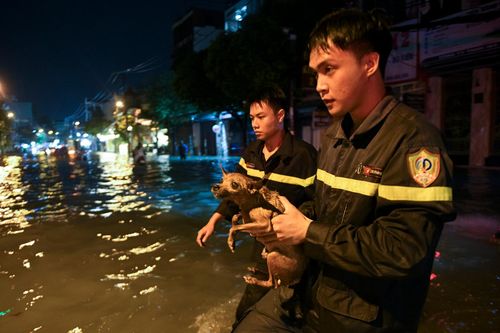 Cứu chú chó nhỏ giữa dòng nước ngập ở TP.HCM