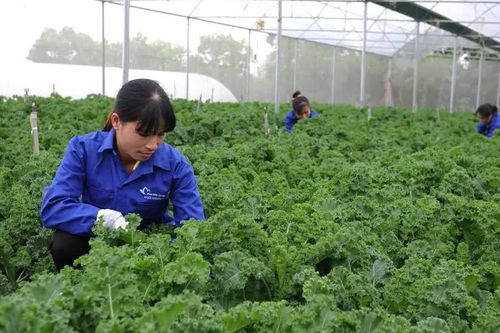 Mở đường cho nông nghiệp hữu cơ