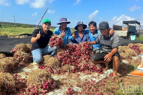 Hợp tác xã mở lối ra cho hành tím vùng đồng bào dân tộc Khmer