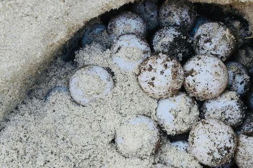 Rùa biển quý hiếm tiếp tục đẻ trứng tại Khu bảo tồn biển Hòn Cau
