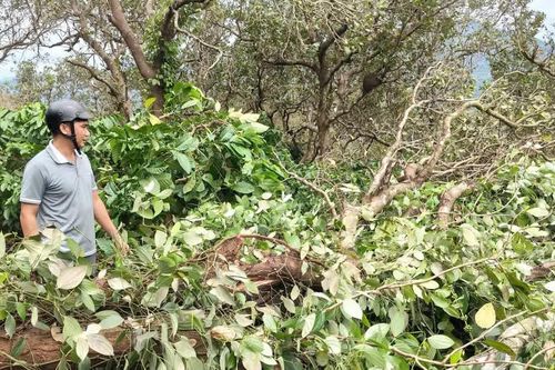 Mưa lớn kèm dông lốc làm vườn cây của 32 hộ dân ở Gia Lai bị thiệt hại