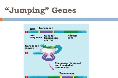 Phát hiện bộ gene trong não người có thể di chuyển khắp DNA