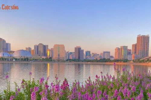 [GALLERY] Tránh đông ở hồ Gươm, bạn trẻ săn thảm hoa violet ở địa điểm mới
