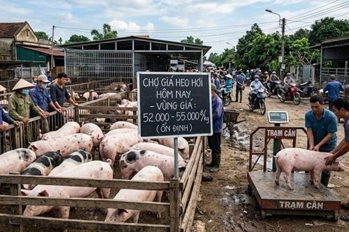 Giá heo hơi hôm nay 8/10: Tiếp đà giảm sâu, vùng giá giao dịch từ 52.000 - 55.000 đồng/kg