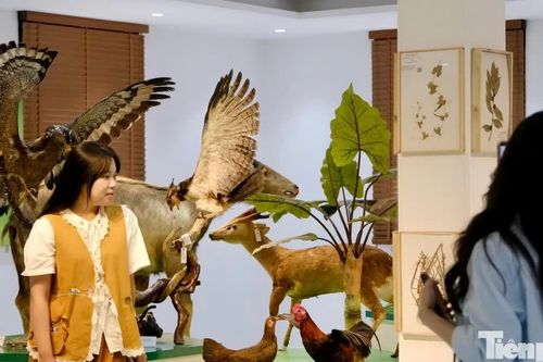 Tận thấy kho báu sinh học hơn 10.000 tiêu bản ở Đà Lạt