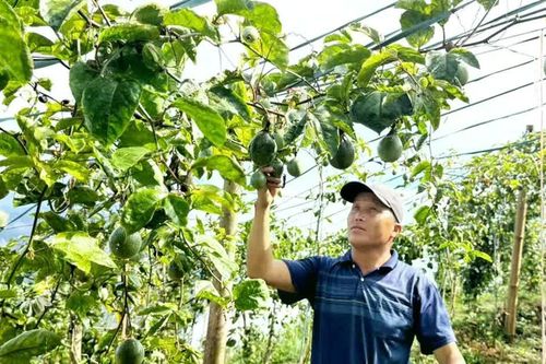 Lào Cai đặt mục tiêu giải ngân ít nhất 75% vốn chương trình mục tiêu quốc gia trong tháng 10