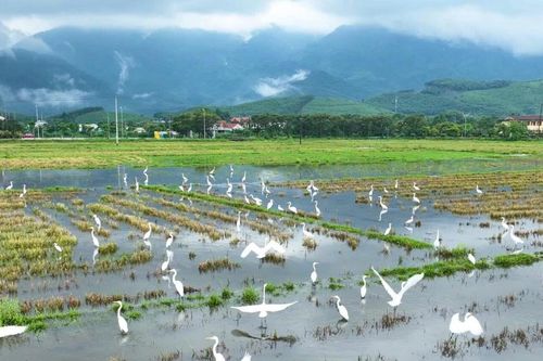 Cò trắng phủ kín trên những cánh đồng ở Huế
