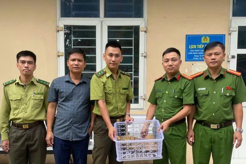 Giao nộp 2 cá thể rùa quý hiếm