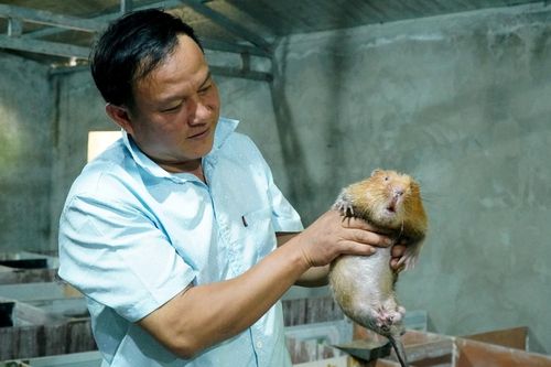 Bán nhà sàn, người đàn ông Thái 'đánh cược' 500 triệu vào dúi, cầy hương