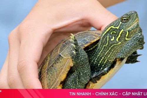 Đi làm đồng, bắt gặp rùa ba gờ quý hiếm