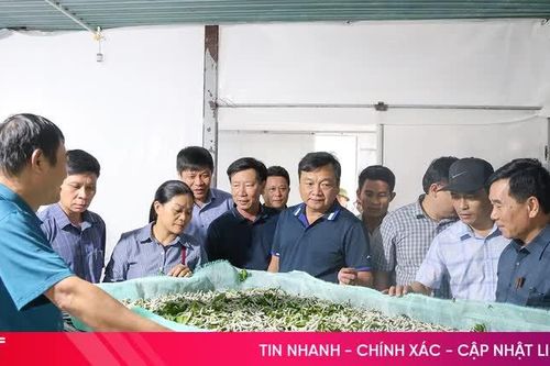 Hà Tĩnh nghiên cứu, từng bước nhân rộng mô hình trồng dâu, nuôi tằm