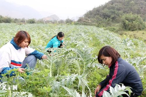 Lào Cai đẩy mạnh ứng dụng công nghệ mới phát triển dược liệu, cây trồng chủ lực