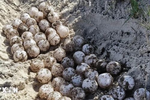 Lâm Đồng: Lần thứ 6 trong năm rùa biển lên đảo Hòn Cau đẻ trứng