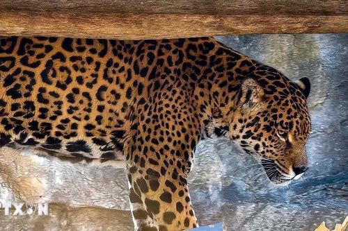 Thế giới động vật thu nhỏ tại vườn sinh thái hàng đầu Nam Mỹ