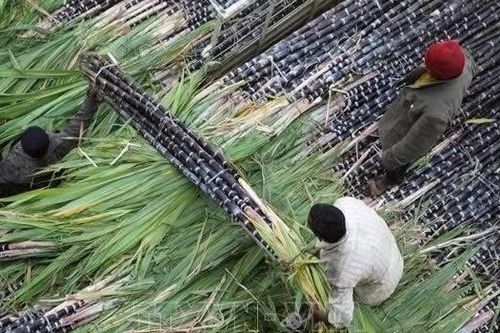 Indonesia đặt cược vào mía để giảm nhập khẩu dầu