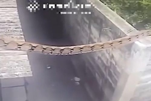 Phát hiện trăn 'khổng lồ' hơn 6m trong vườn nhà dân