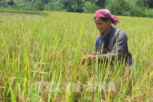 Ứng dụng công nghệ mới để phát triển nông nghiệp công nghệ cao