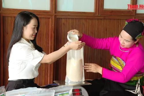 Nếp hạt cau Thạch Lập - Gói trọn hương quê