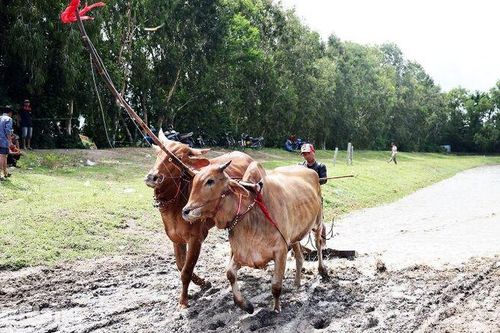 Tập luyện trước giờ tranh tài Hội đua bò Bảy Núi