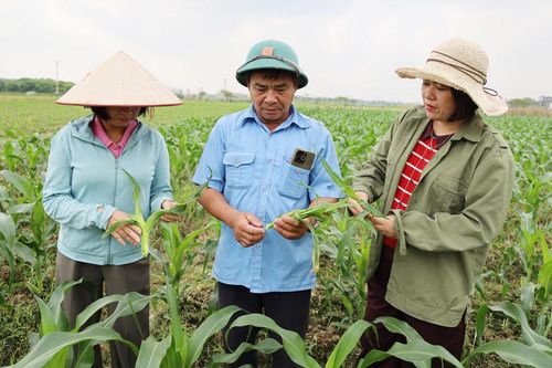 Vụ đông 2026: Chuyển đổi cơ cấu cây trồng, gia tăng giá trị