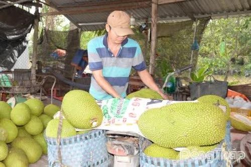 Đồng Tháp: Giá mít và thanh long tăng mạnh
