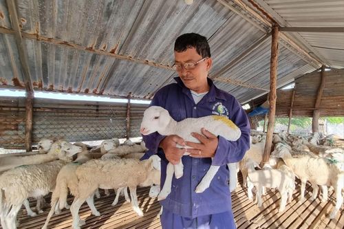Nâng cao giá trị sản phẩm dê, cừu