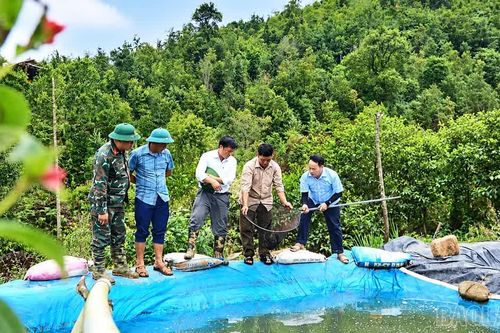 Người tiên phong nuôi cá nước lạnh trên đỉnh Lùng Cúng