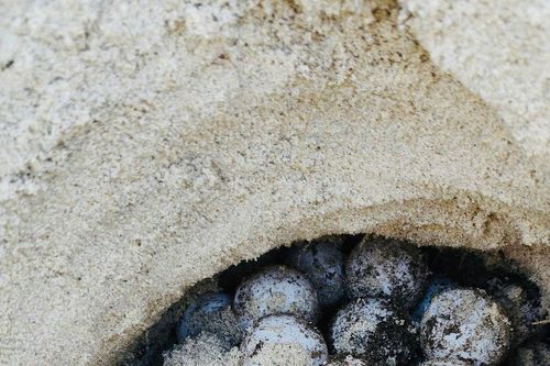 Vích lên Bãi Tàu, Khu bảo tồn biển Hòn Cau đẻ 82 trứng