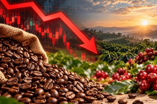 Giá cà phê hôm nay 8/10/2026: Đồng loạt giảm 1.400 đồng/kg, Robusta thế giới lao dốc hơn 100 USD/tấn