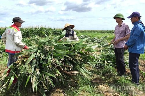 Hướng đi dài hạn cho cây ngô sinh khối
