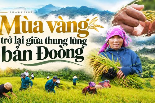 Mùa vàng trở lại giữa thung lũng bản Đoòng