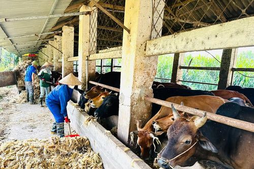 Giấc mơ xây dựng thương hiệu bò H'Mông