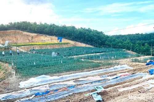 Phấn đấu toàn thành phố giảm 688 - 1.040 hộ nghèo