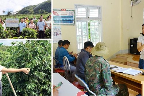 Đưa khoa học công nghệ vào chuỗi giá trị cà phê ở vùng cao Sơn La