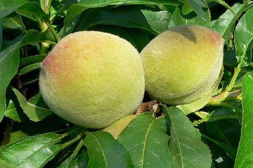 Loại quả được ưa chuộng khắp thế giới, Việt Nam trồng bạt ngàn thành đặc sản, giá chỉ từ 15.000 đồng/kg