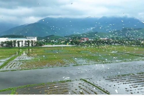 Khoảnh khắc đàn cò trắng bay lượn rợp đồng ruộng ở Huế