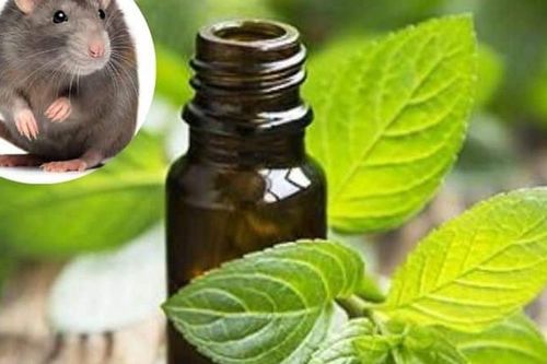 Muốn dùng thuốc hay bả đuổi chuột nhưng sợ độc hại, đừng lo, hãy thử ngay phương pháp tự nhiên này