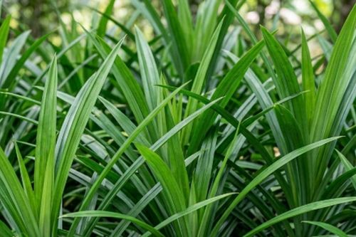 Lá dứa có tác dụng gì?