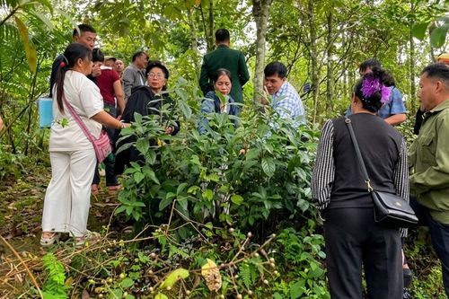 Xây vùng nguyên liệu chuẩn cho dược liệu Việt