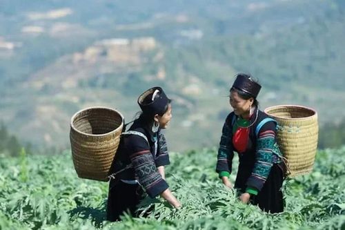 Bảo tồn nguồn gen mở hướng phát triển dược liệu bền vững