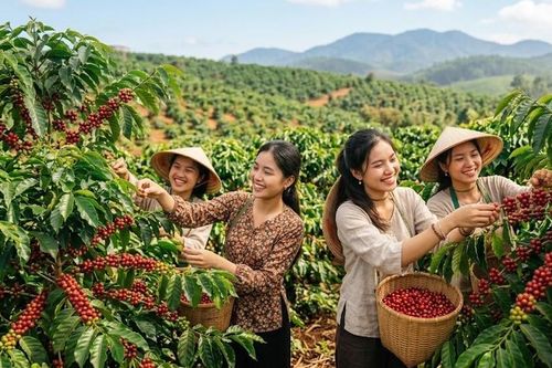 Giá cà phê hôm nay 9.10 lao dốc, Tây Nguyên đồng loạt mất 1.400 đồng/kg