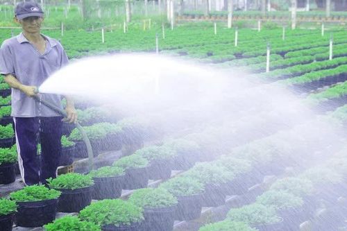 Tất bật chuẩn bị vụ hoa Tết