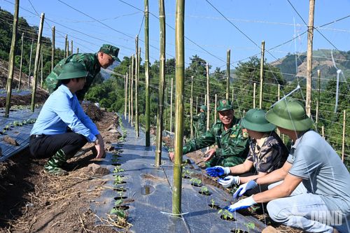 Bộ đội Biên phòng tỉnh Lai Châu giúp dân xây dựng vùng rau an toàn