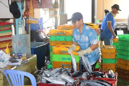 TPHCM công bố tạm thời 6 bến cá phục vụ kiểm soát IUU