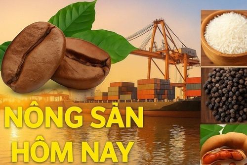 Giá nông sản hôm nay 9/10/2026: Giá cà phê trong nước vẫn có cơ hội phục hồi mạnh; Chính sách thuế quan Mỹ đối mặt thách thức pháp lý và kinh tế